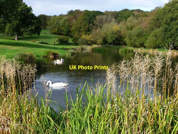 Photo 6"x4" Pond Beside Coombe Wood Selborne c2010