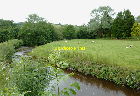 Photo 6"x4" Riverside grazing at Llangeitho, Ceredigion Llangeitho c2011