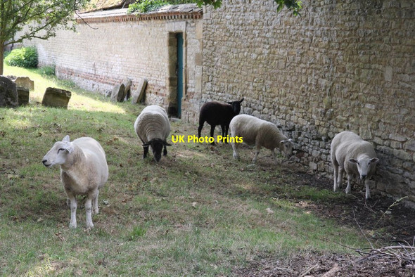 Photo 6"x4" Sheep by the wall Newington\/SU6096 c2011