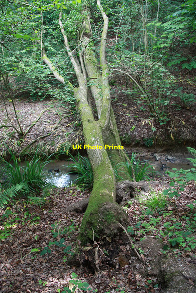 Photo 6"x4" Fallen tree Mayes Green c2011