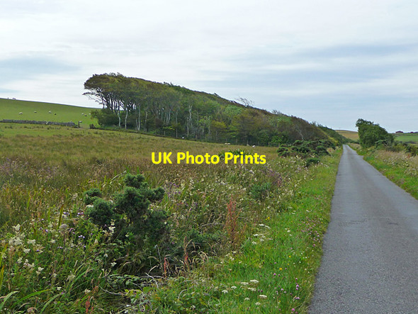 Photo 6"x4" Wind sculpted trees at Coullabus Blackrock\/NR3063 c2011