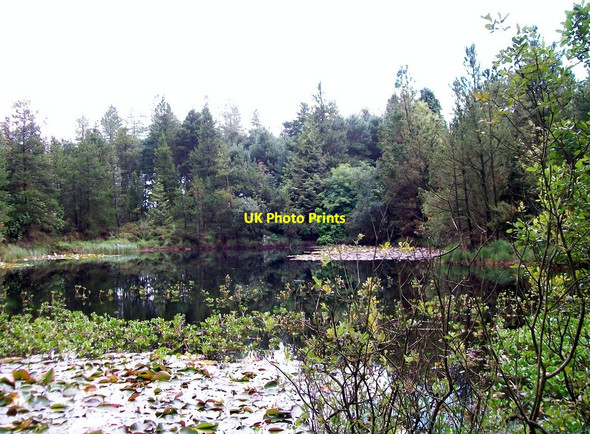 Photo 6"x4" Water lilies on a pond in the forest below the dam Attical c2011