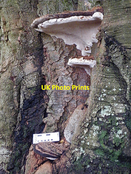 Photo 6"x4" Bracket Fungus Fordie\/NN7922 c2010