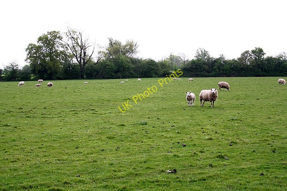 Photo 6"x4" Sheep pasture Buckbury c2008