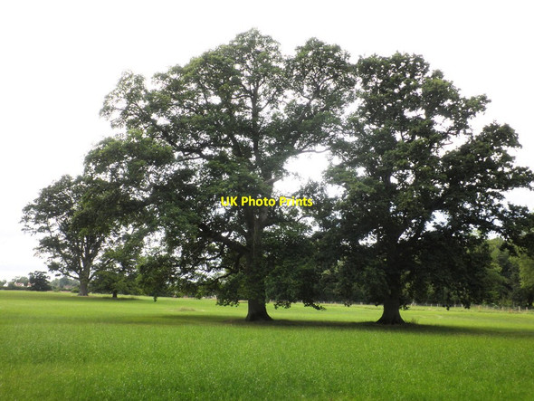 Photo 6"x4" Parkland, Ballifants Farm Ash Priors c2011