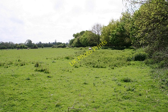 Photo 6"x4" Rough sheep pasture Buckbury c2008