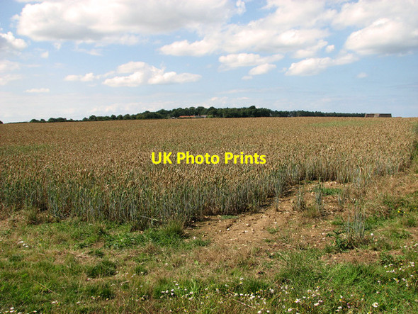 Photo 6"x4" Ripening wheat by Egmere Farm, Egmere Egmere c2011