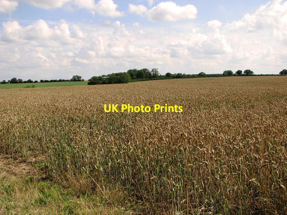 Photo 6"x4" Ripening crops by Egmere Egmere c2011