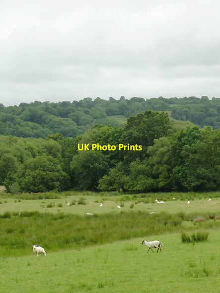 Photo 6"x4" Grazing in the Aeron Valley south-west of Llangeitho, Ceredigion Capel Betws Lleucu c2011