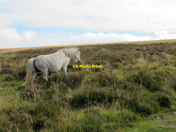 Photo 6"x4" Dartmoor pony near Hookney Tor Heathercombe c2011