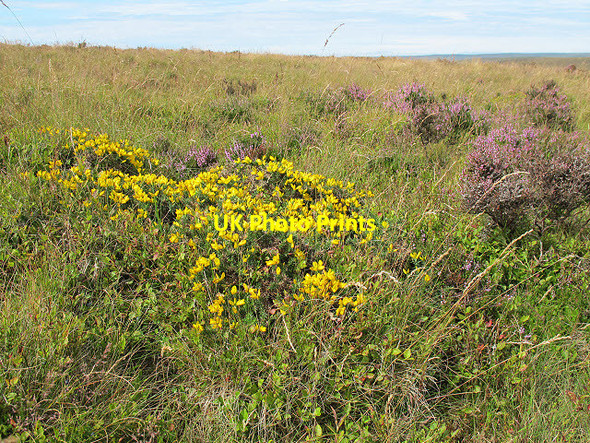 Photo 6"x4" Gorse and heather Heathercombe c2011