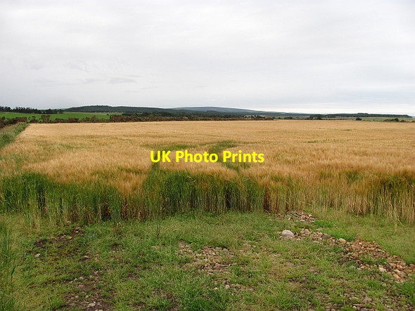 Photo 6"x4" Barley near Garmouth Garmouth c2011