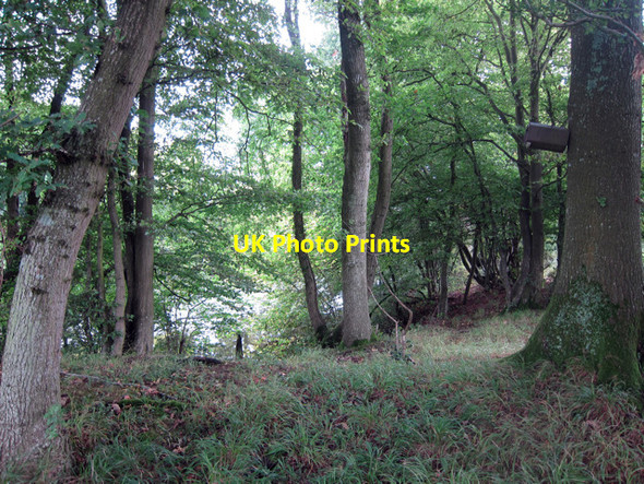 Photo 6"x4" Woodland near Little Buckham Farm Uckfield c2011