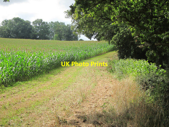 Photo 6"x4" Corn field by Slugwash Lane Wivelsfield c2011