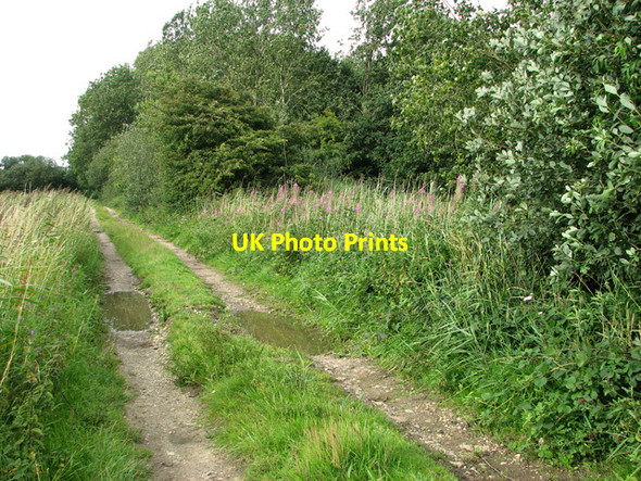 Photo 6"x4" Farm track past shelterbelt, Hall Common, Ludham Fritton\/TG4018 c2011