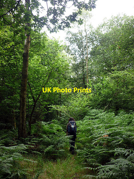 Photo 6"x4" Footpath in Barns Bank Plantation Beck Side\/SD3780 c2011