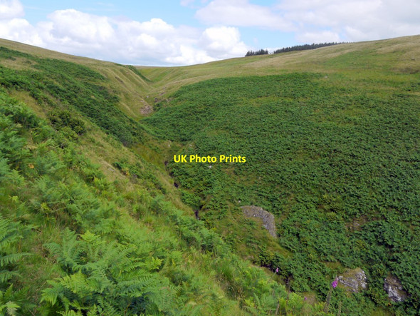 Photo 6"x4" Looking up Wholehope Burn Shillmoor c2011