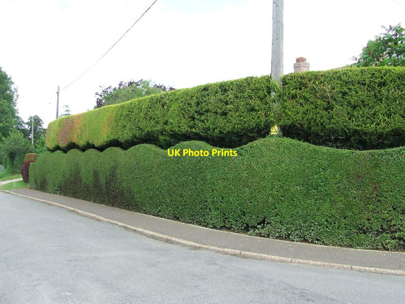 Photo 6"x4" Saw Tooth Hedge Four Ashes\/TM0070 c2011