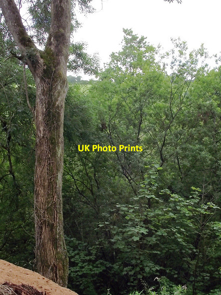 Photo 6"x4" Dense woodland hides the Afon Teifi near Llanfair Clydogau, Ceredigion Cellan c2011