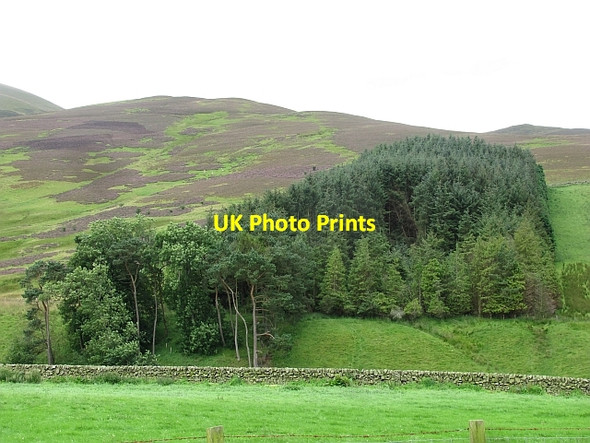Photo 6"x4" Woodland block, Manse Rig Mitchell Hill\/NT0633 c2011