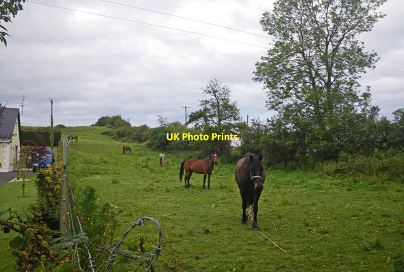Photo 6"x4" Horses curious about the photographer Killala c2011