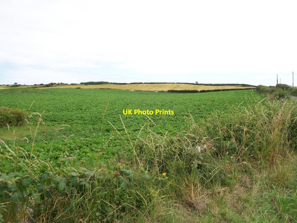 Photo 6"x4" Crop land between Lough Money and Loughmoney Road, Loughmoney Townland Saul\/J5046 c2011