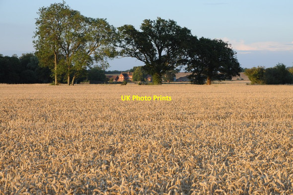 Photo 6"x4" Wheat field near Naunton Green Street\/SO8740 c2011