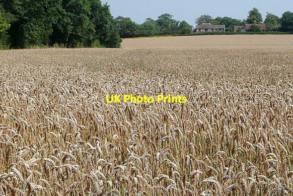 Photo 6"x4" Wheat near Stanlake Bridge Whistley Green c2011