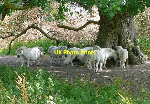 Photo 6"x4" Ponies near Stanlake Bridge Twyford\/SU7975 c2011
