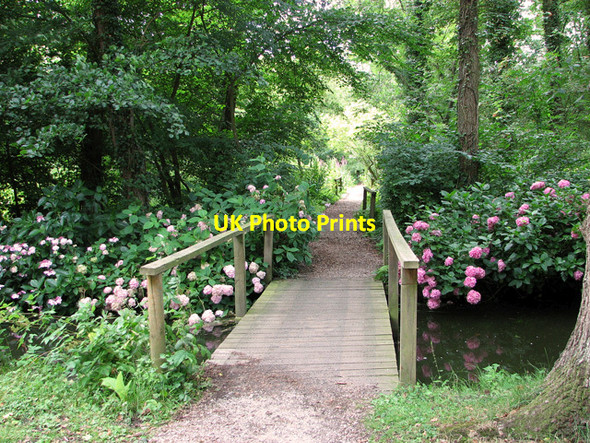 Photo 6"x4" Hydrangea in Fairhaven Water Garden, South Walsham South Walsham c2011