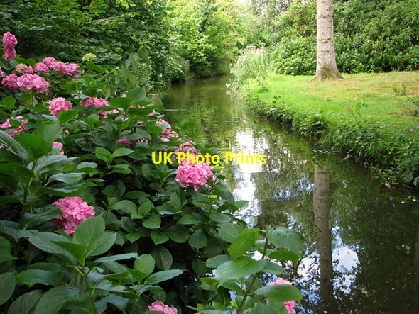 Photo 6"x4" Hydrangea in Fairhaven Water Garden, South Walsham South Walsham c2011