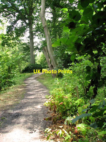 Photo 6"x4" Path in Fairhaven Water garden, South Walsham South Walsham c2011