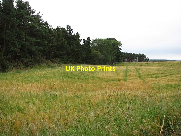 Photo 6"x4" Edge of Maverston Wood Lochhill\/NJ2964 c2011