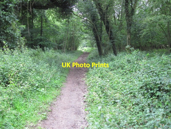 Photo 6"x4" Footpath in Eartham Wood Eartham c2011