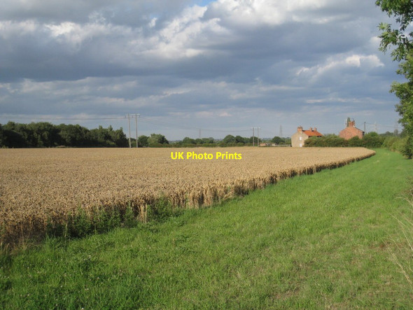 Photo 6"x4" Wheatfield and cottages at Wharton Wharton\/SK8493 c2011