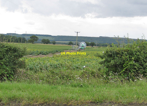 Photo 6"x4" Potato crop field Yedingham c2011