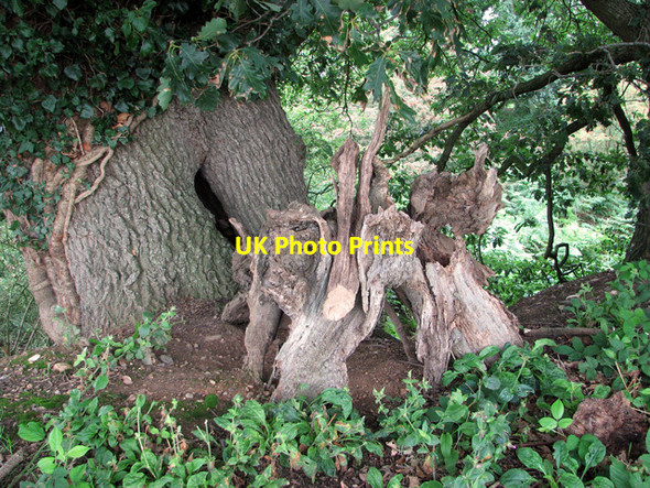 Photo 6"x4" Ancient trees growing around the rim of a disused pit Horning c2011