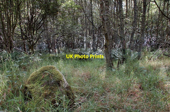 Photo 6"x4" Site of ancient settlement, Camp Wood Mayfield\/NT3564 c2011