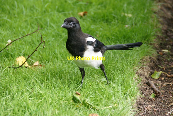 Photo 6"x4" Magpie (Pica pica), Royal Botanic Gardens Edinburgh Inverleith c2011