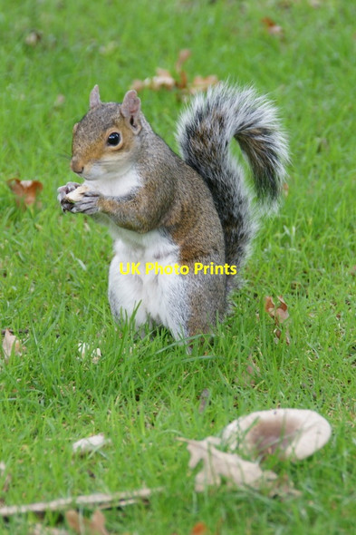 Photo 6"x4" Grey Squirrel (Sciurus vulgaris), Royal Botanic Gardens Edinburgh Inverleith c2011