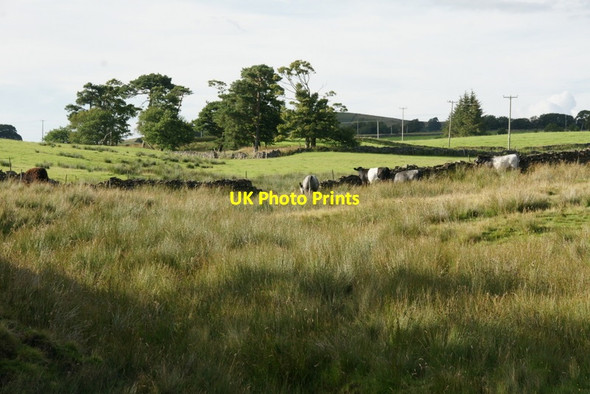 Photo 6"x4" Cattle beside Tebay East services Greenholme\/NY5905 c2011