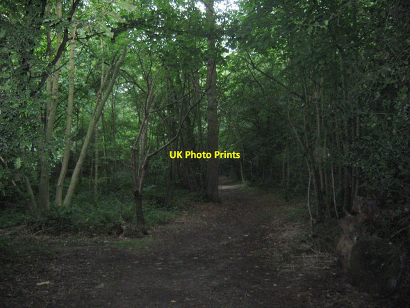 Photo 6"x4" Path in Lesnes Abbey Woods Abbey Wood\/TQ4678 c2011