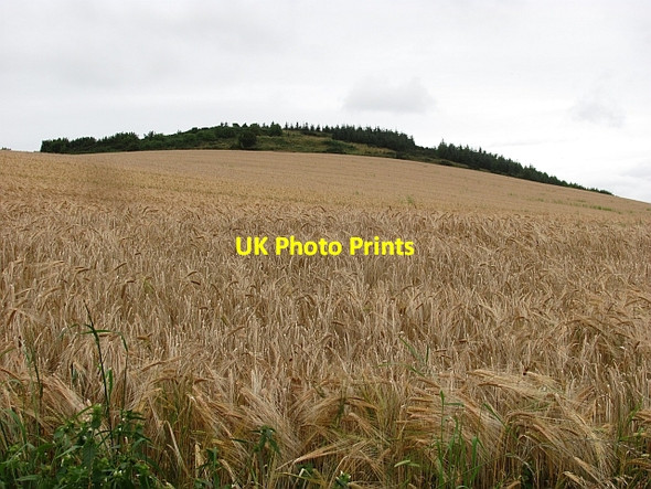 Photo 6"x4" Barley, Golden Hill Grange of Lindores c2011
