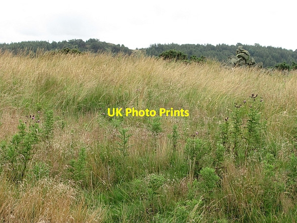 Photo 6"x4" Summit of Cowden Hill Lindores c2011