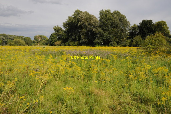 Photo 6"x4" Infestion of ragwort near Windsor Eton c2011