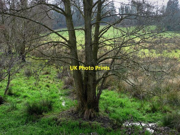 Photo 6"x4" Boggy area Midhurst c2010