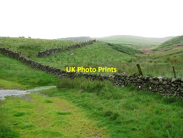 Photo 6"x4" Scrog Dean Hallyne c2011