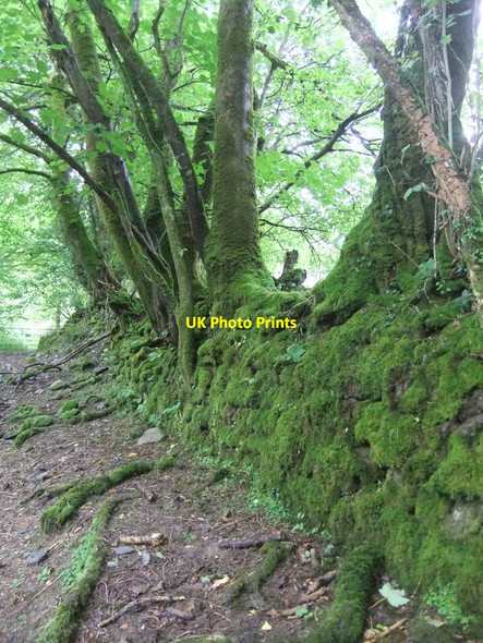 Photo 6"x4" Mossy wall near Ysgarwen Pentrisil c2011
