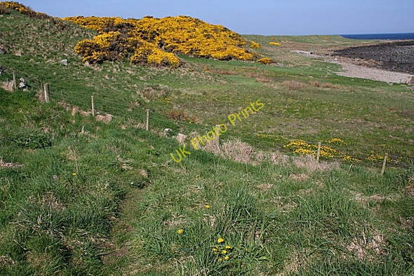 Photo 6"x4" Yellow is the Colour Whitehills\/NJ6565 c2008