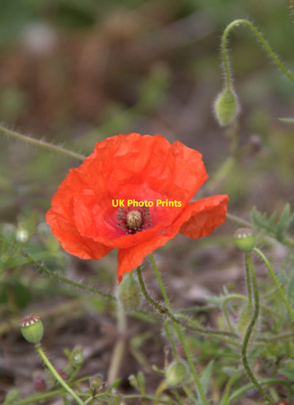 Photo 6"x4" Poppy on clifftop, Howth, Ireland Howth c2011